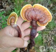 菌菇護膚，讓你擁有水潤肌膚